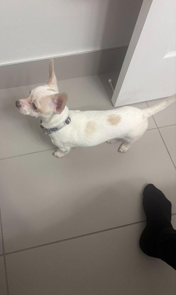 Enlarge Sterling, a ADOPTABLE Chihuahua in Toronto, ON image 2/2