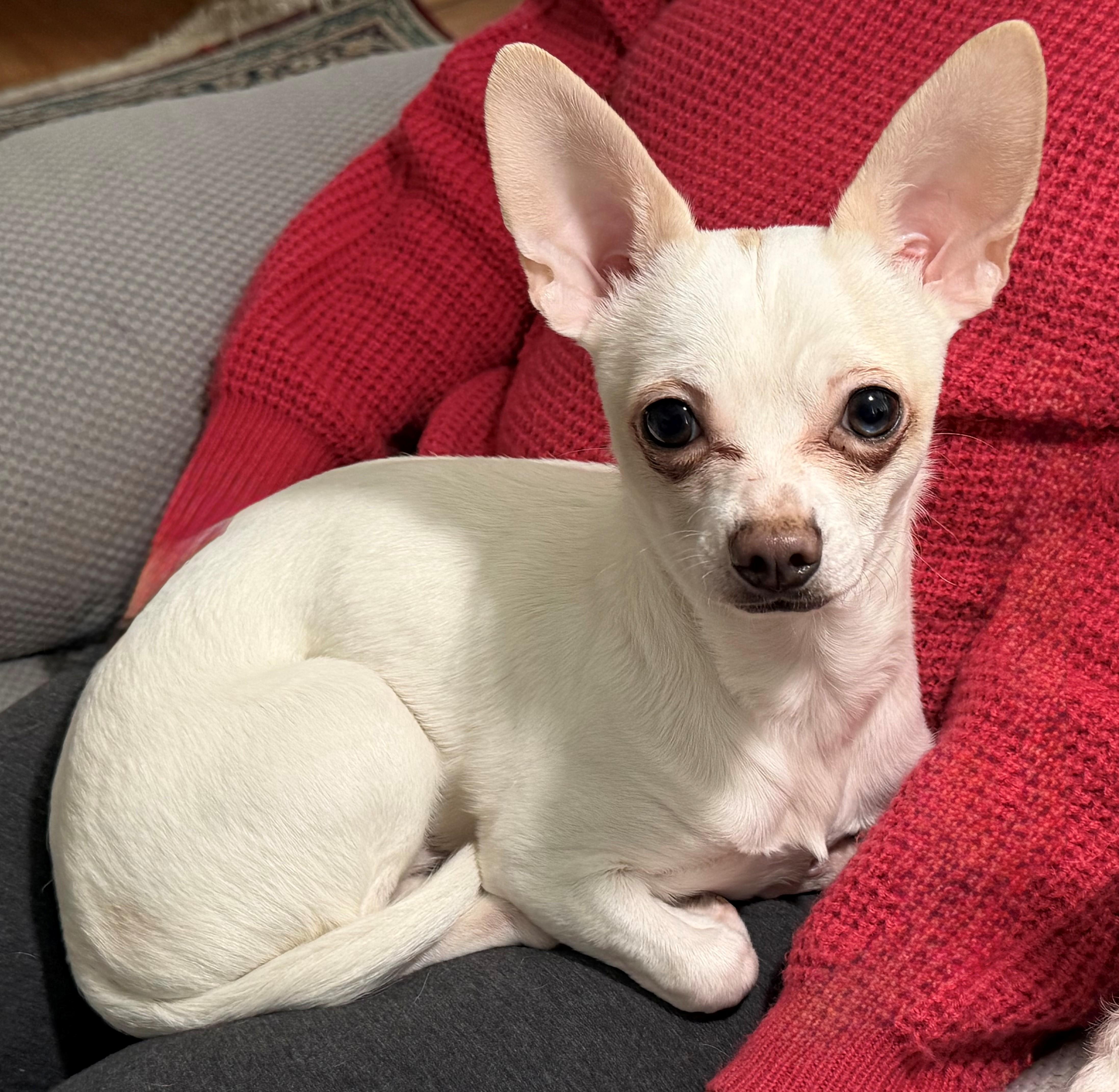 Enlarge Sterling, a ADOPTABLE Chihuahua in Toronto, ON image 1/2
