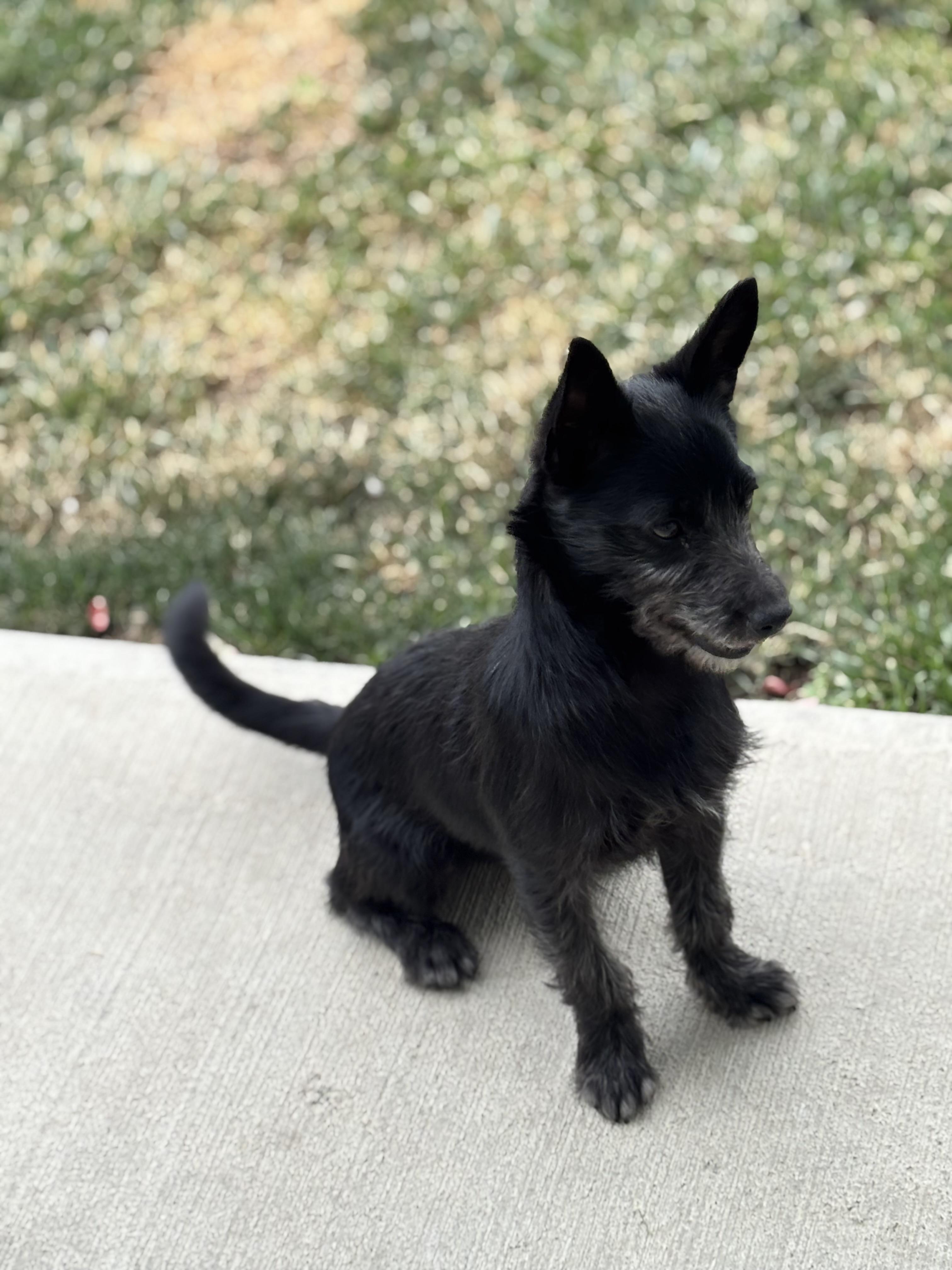 Tessa, adopted, Young Female Terrier.