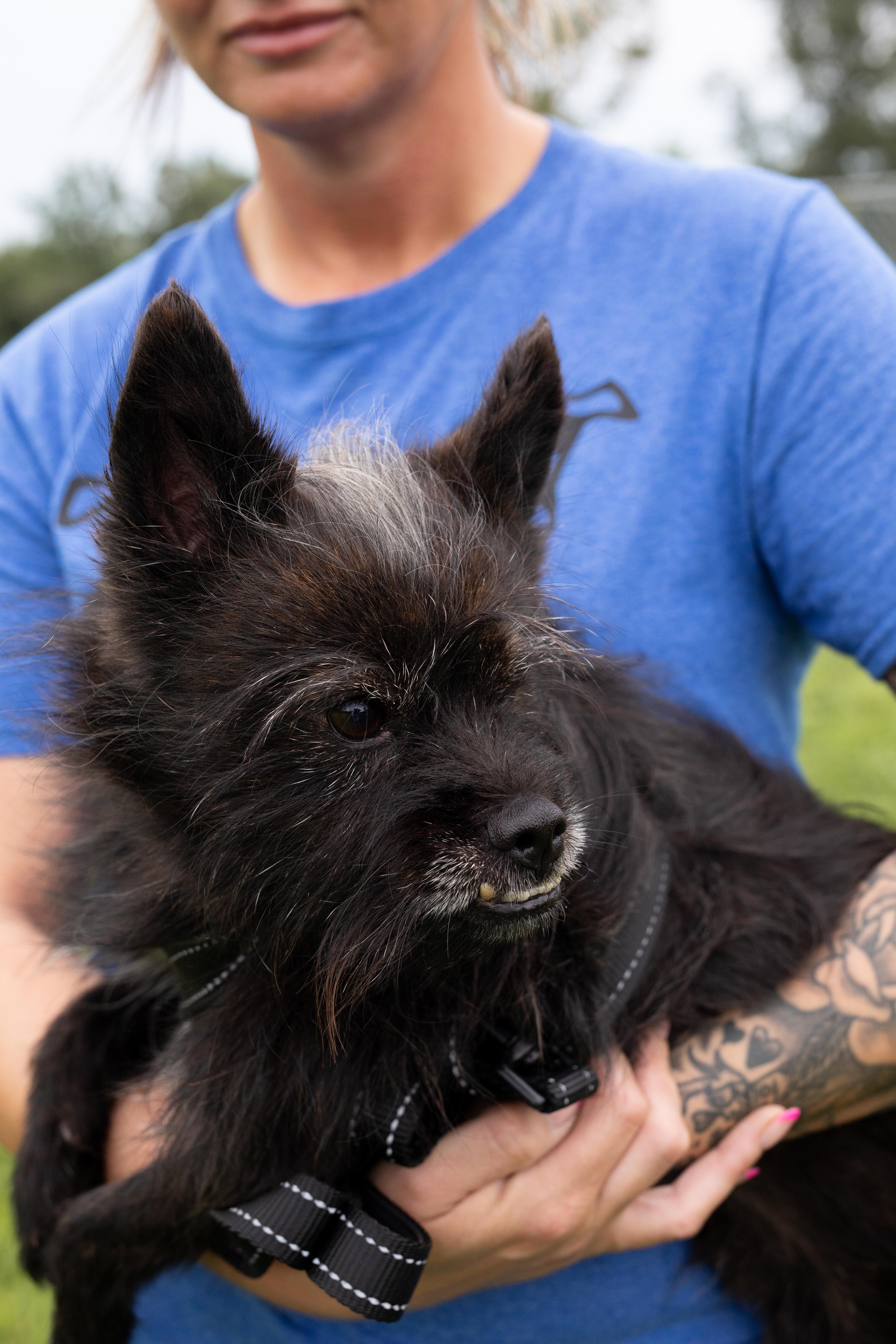 Enlarge Bubba, a ADOPTABLE mixed breed in Dixon, KY image 3/3