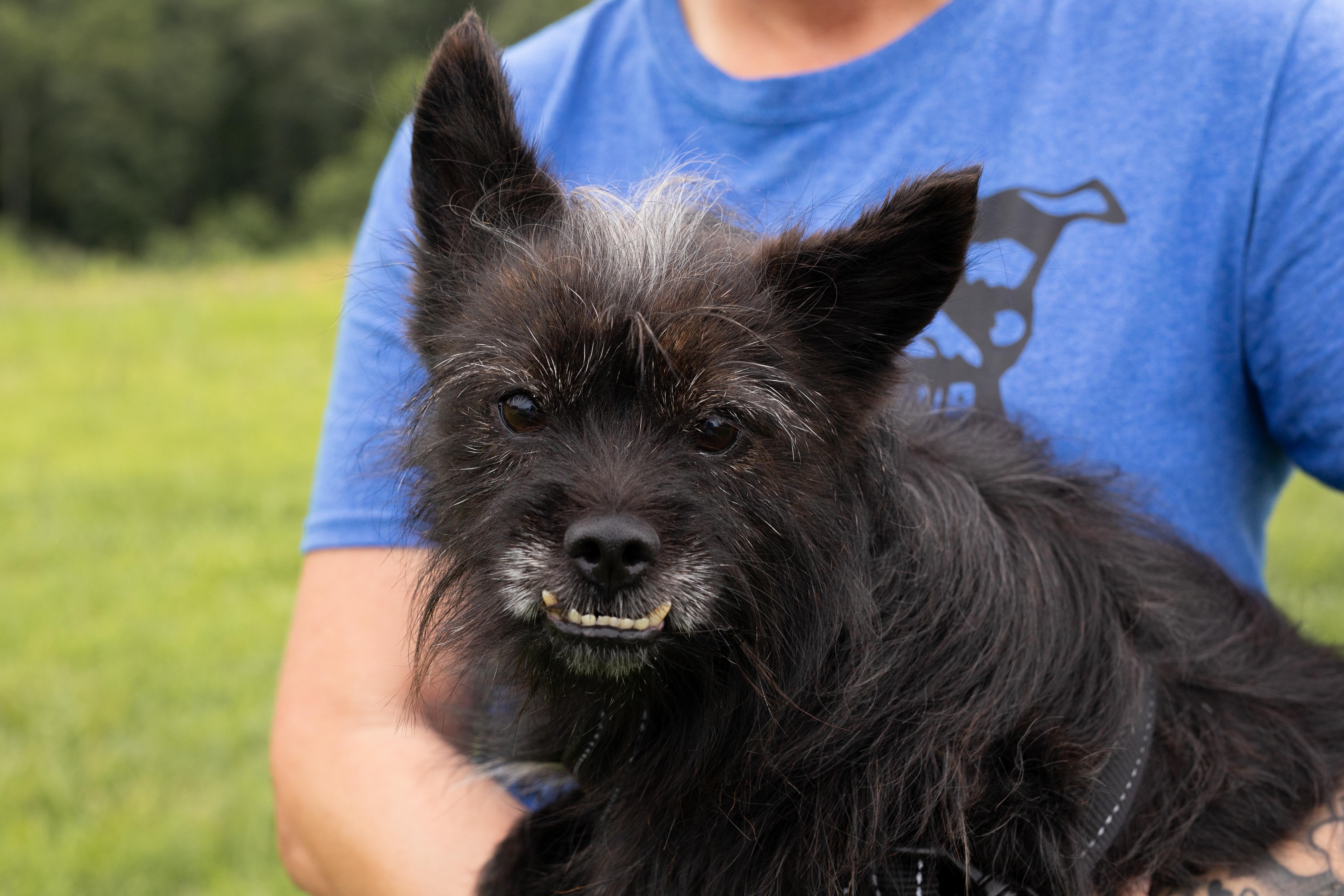 Enlarge Bubba, a ADOPTABLE mixed breed in Dixon, KY image 1/3