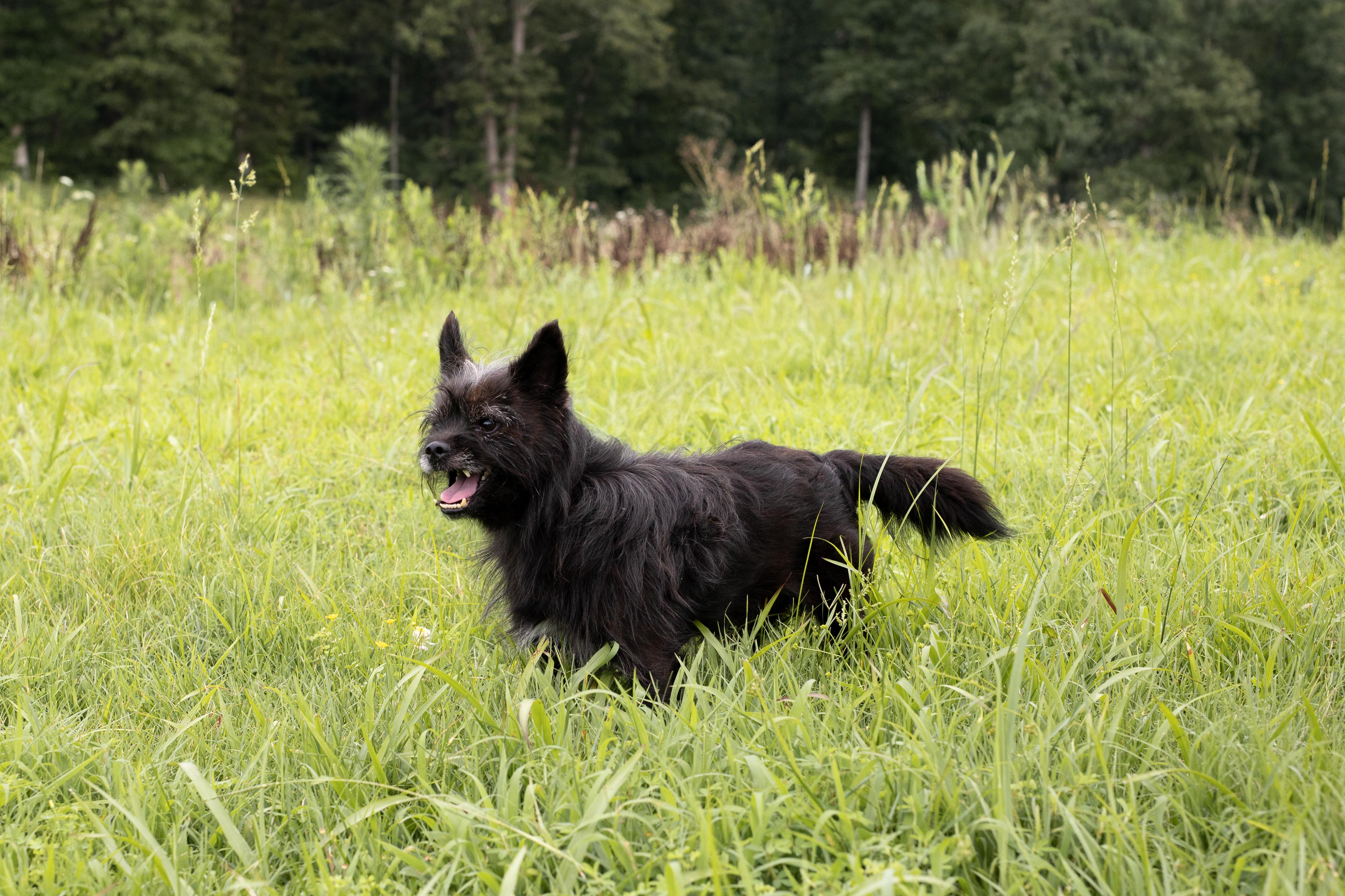 Enlarge Bubba, a ADOPTABLE mixed breed in Dixon, KY image 2/3