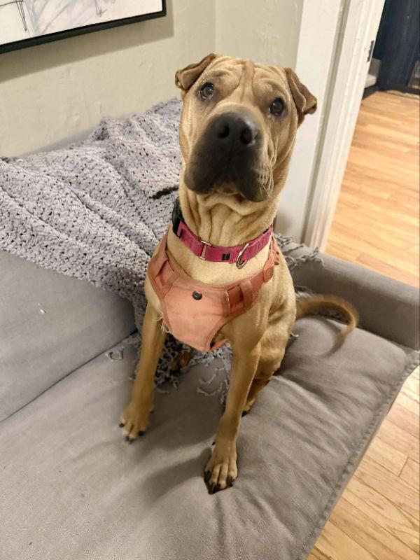 Grasshopper, Adoptable, Adult Female Shar-Pei.