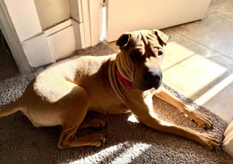 Grasshopper, Adoptable, Adult Female Shar-Pei.