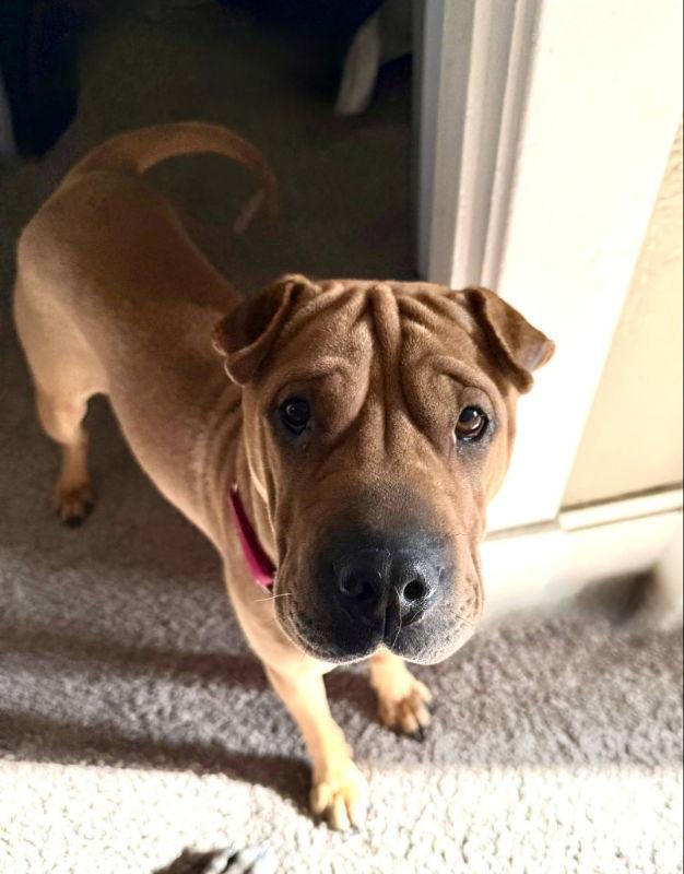 Enlarge Grasshopper, a Adoptable Shar-Pei in Salt Lake City, UT image 2/3