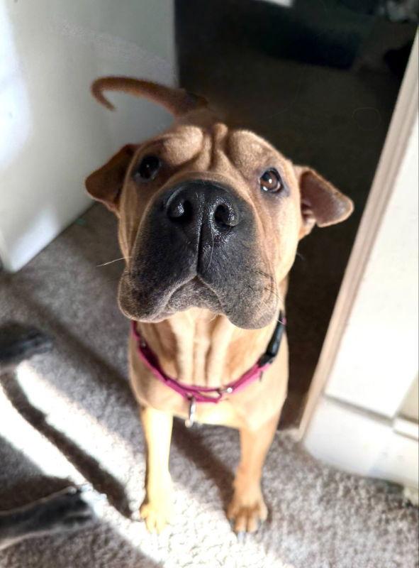 Enlarge Grasshopper, a Adoptable Shar-Pei in Salt Lake City, UT image 3/3