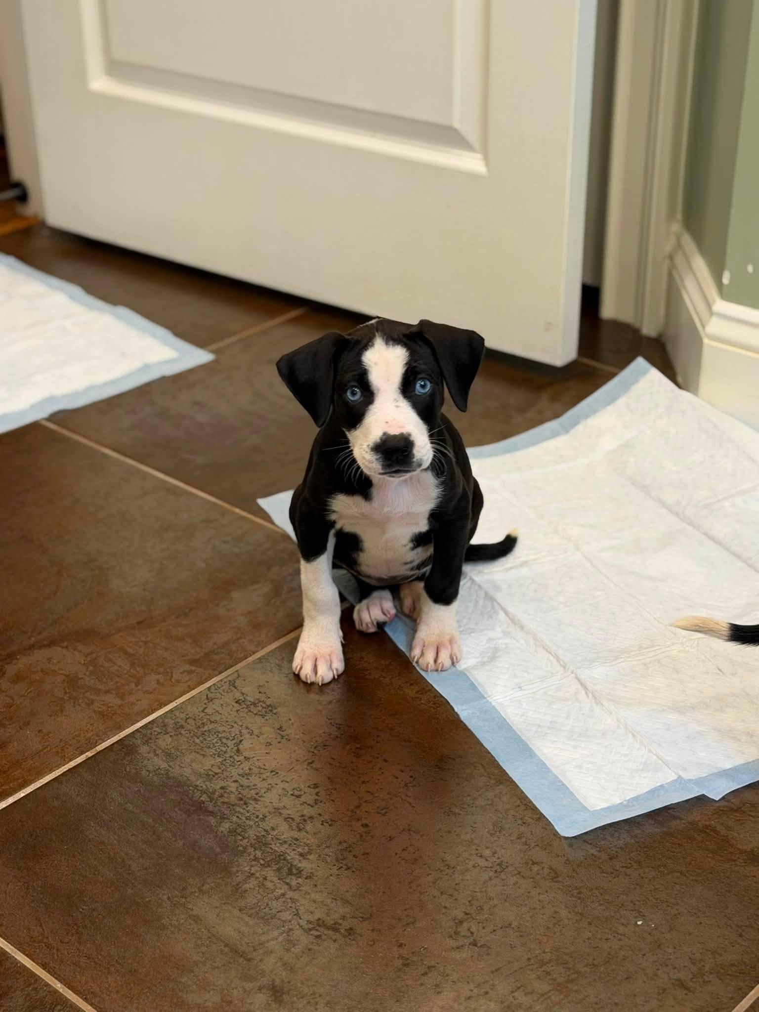 Tiramisu, ADOPTABLE, Puppy Female Mixed Breed.