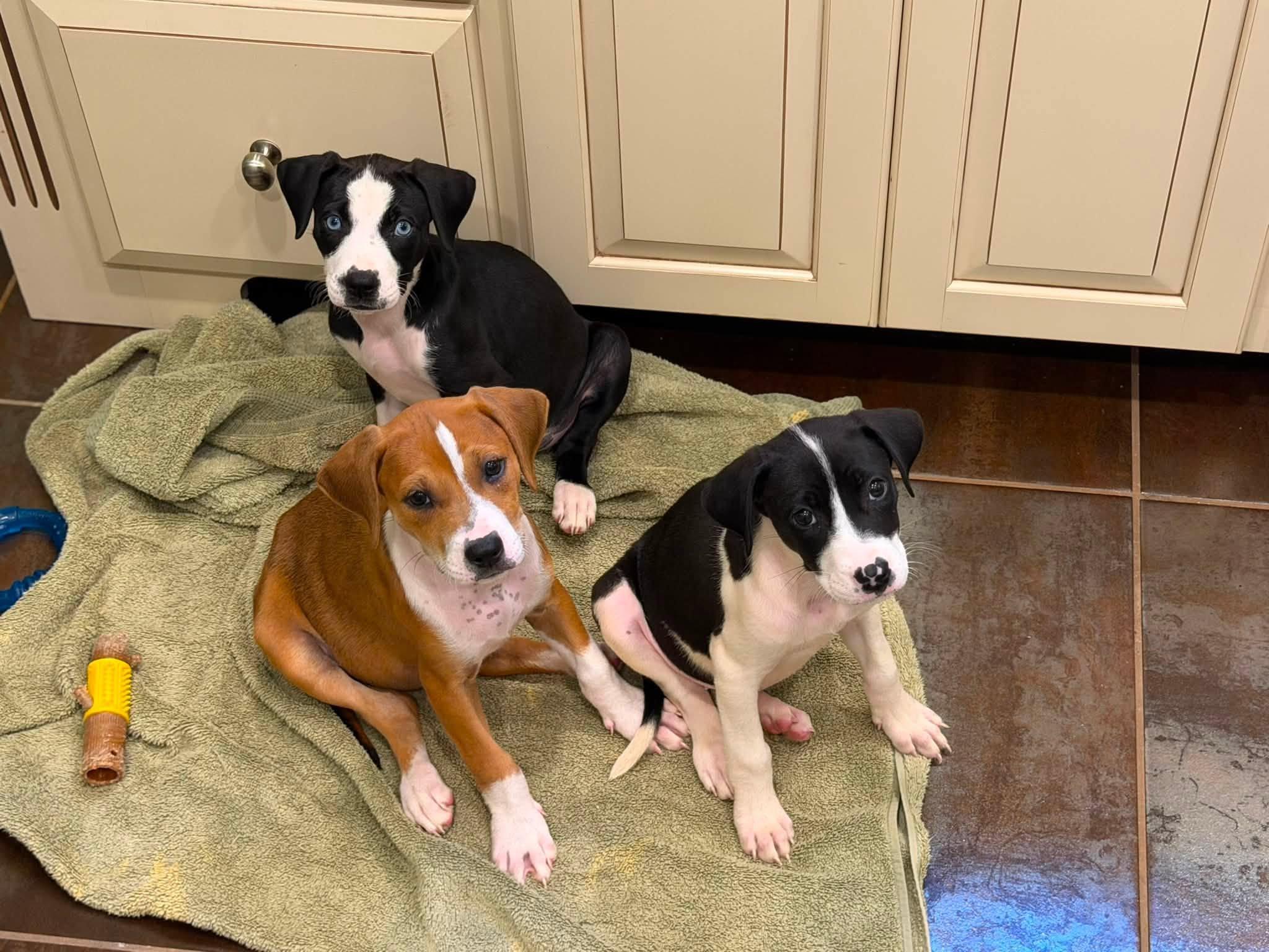 Enlarge Tiramisu, a ADOPTABLE mixed breed in Riverdale, NJ image 4/4