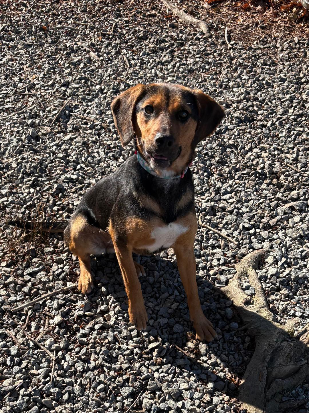 Zelda, adopted, Young Female Beagle.