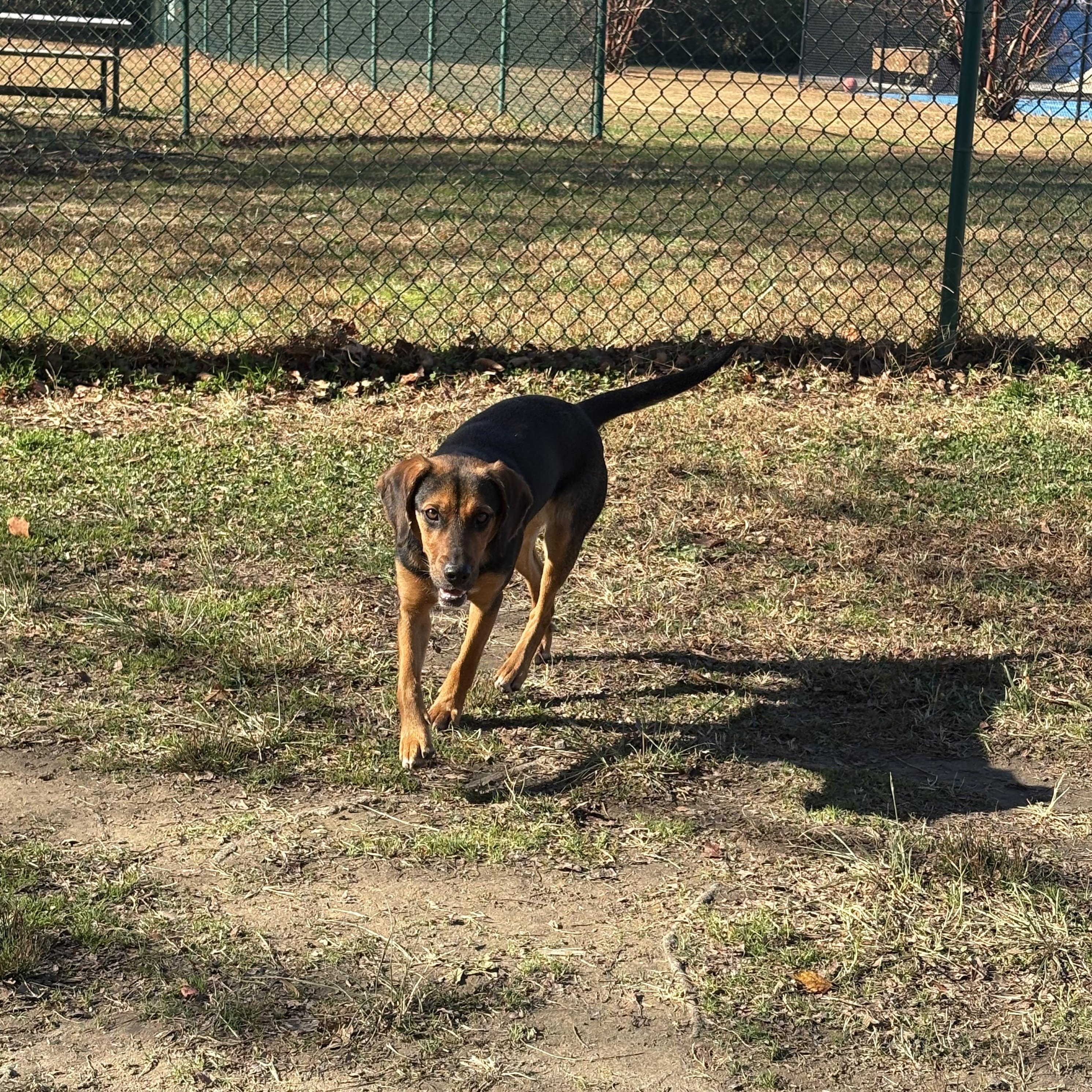 Enlarge Zelda, an adopted Beagle in Saluda, VA image 4/4