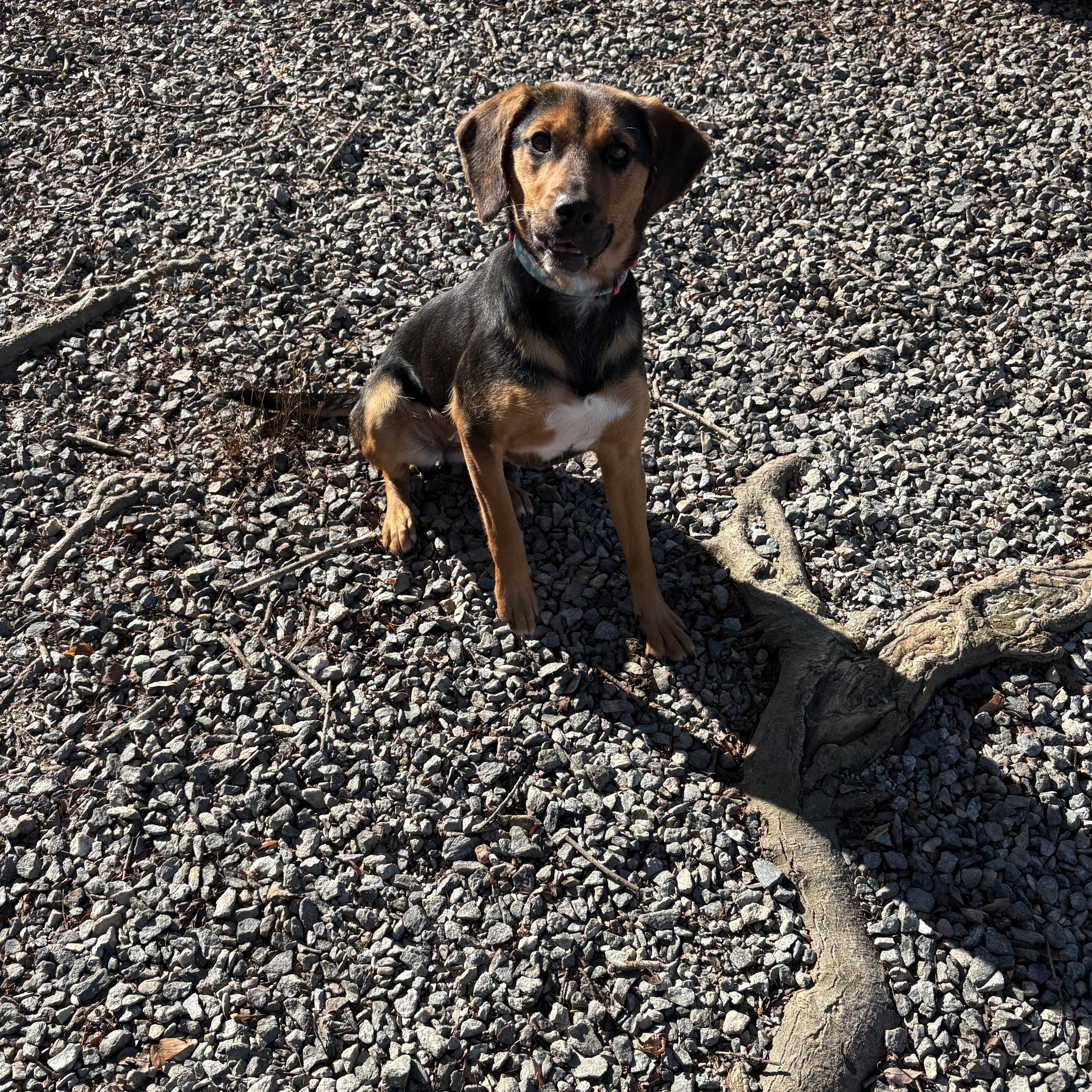 Enlarge Zelda, an adopted Beagle in Saluda, VA image 3/4
