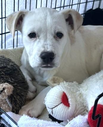 Enlarge DESTIN, a Adoptable mixed breed in Dedham, MA image 1/1