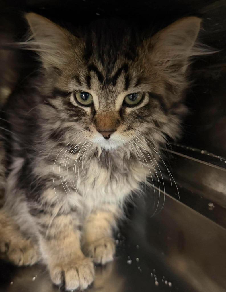 Storm, Adoptable, Kitten Female Domestic Long Hair.
