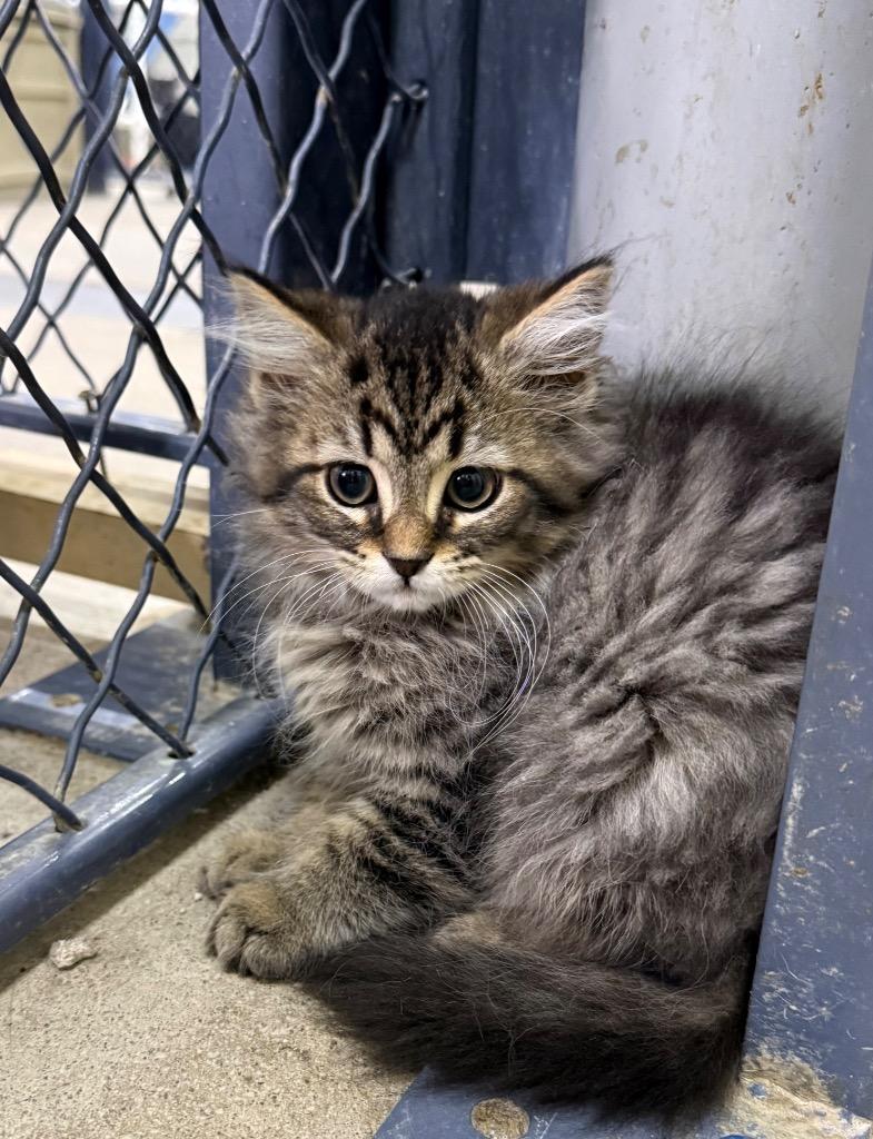 Storm, a Adoptable mixed breed in Lagrange, IN image 4/4