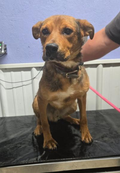 Wonka, Adoptable, Adult Male Hound.