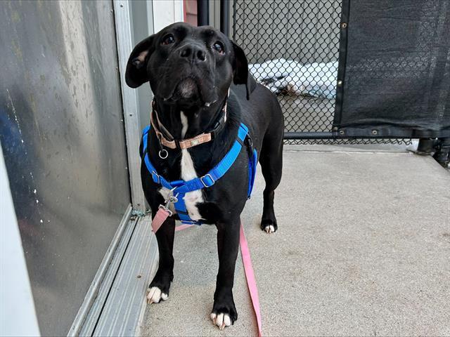 BILLIE, a Adoptable mixed breed in Methuen, MA image 1/2