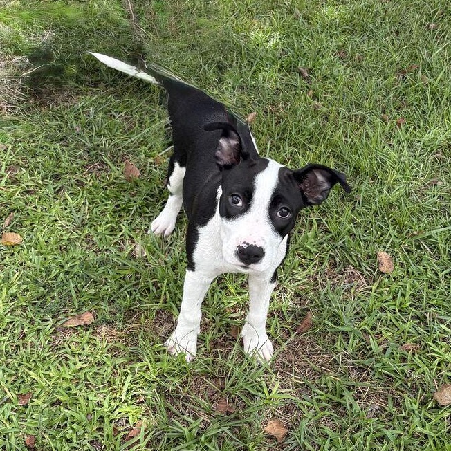 Enlarge Oreo, a Adopted mixed breed in Valdosta, GA image 2/3