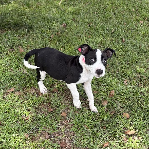 Enlarge Oreo, a Adopted mixed breed in Valdosta, GA image 3/3
