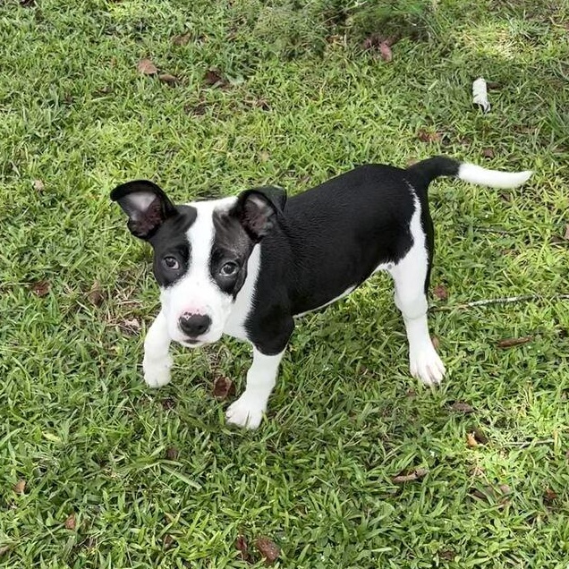 Oreo, Adopted, Puppy Female Bulldog.