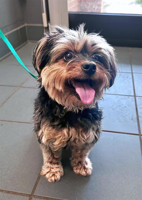 T'Challa Karu Wilson, adopted, Adult Male Mixed Breed.