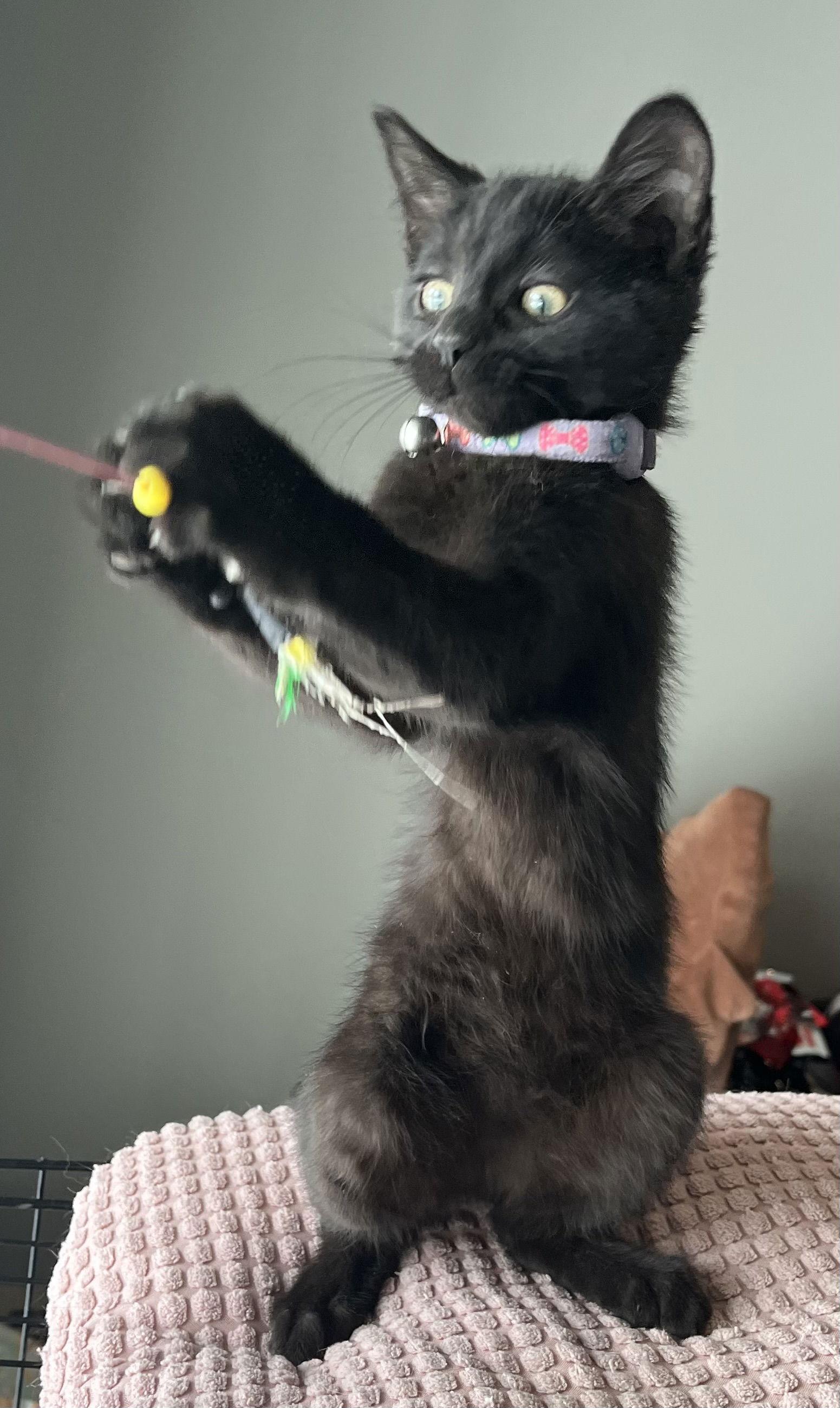 Enlarge PUMPERNICKEL, a Adopted Domestic Short Hair in Minesing, ON image 1/3