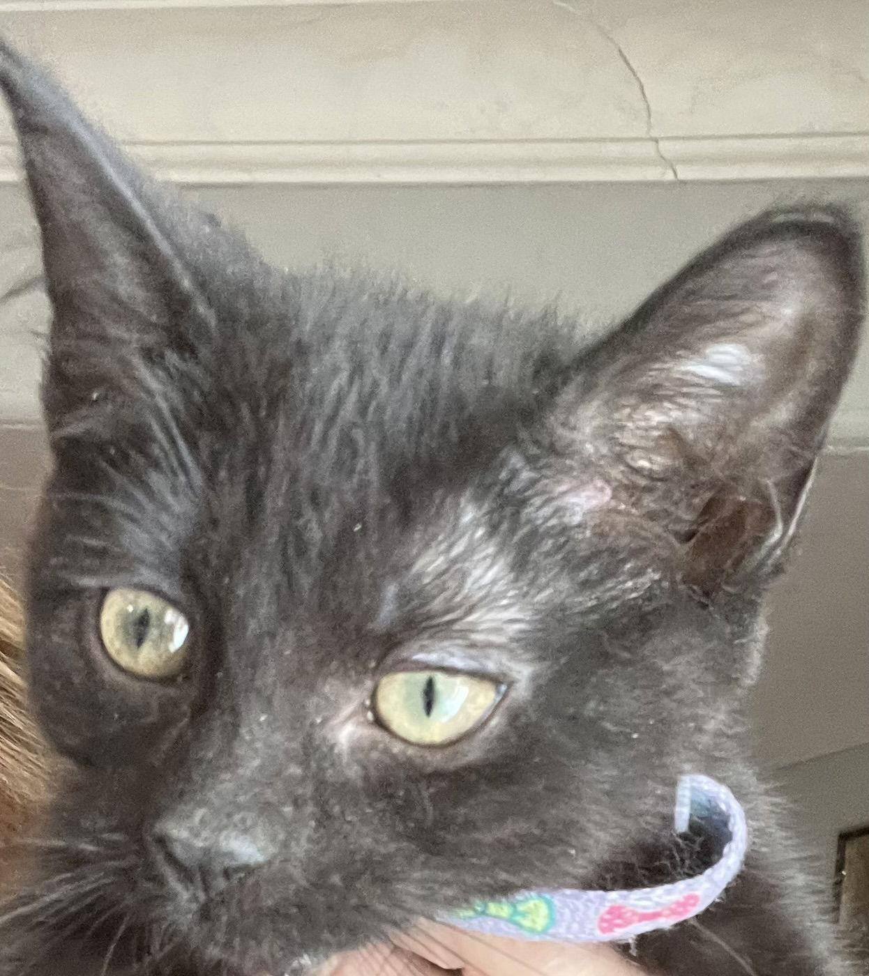 Enlarge PUMPERNICKEL, a Adopted Domestic Short Hair in Minesing, ON image 2/3