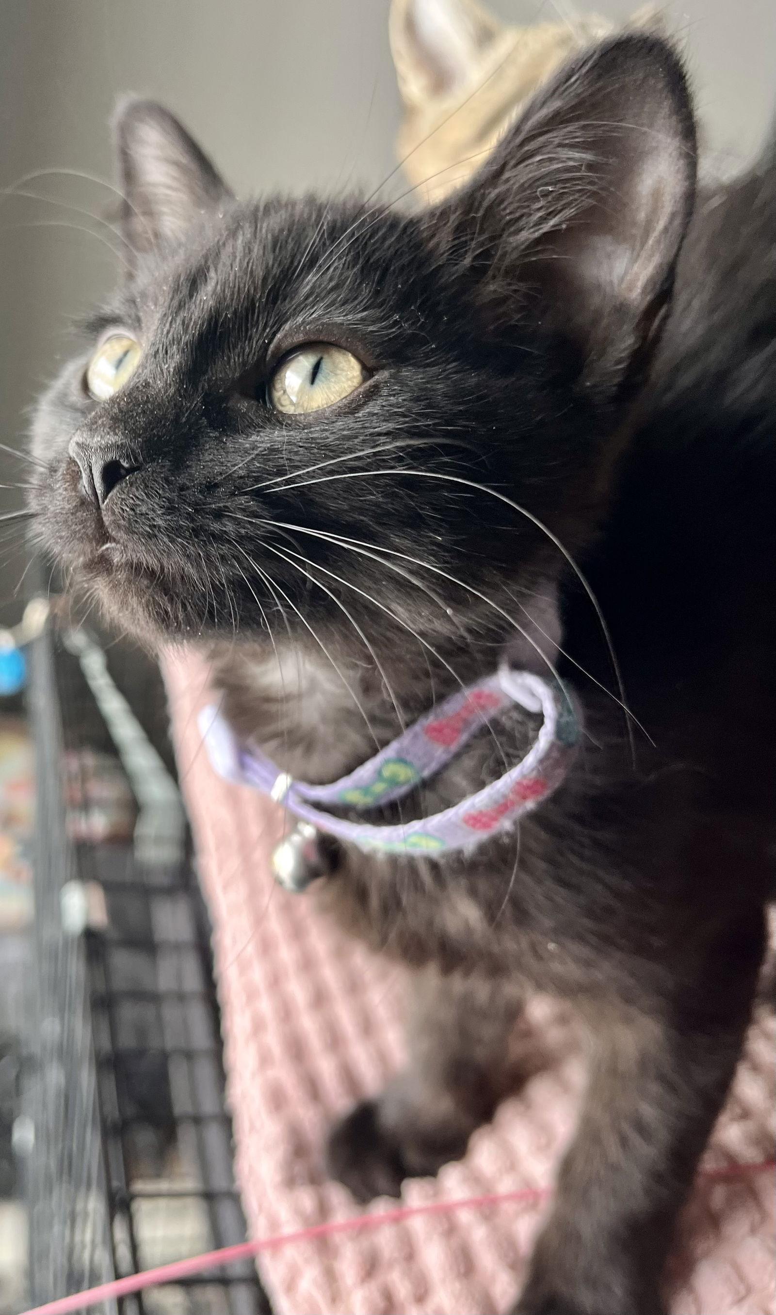 Enlarge PUMPERNICKEL, a Adopted Domestic Short Hair in Minesing, ON image 3/3