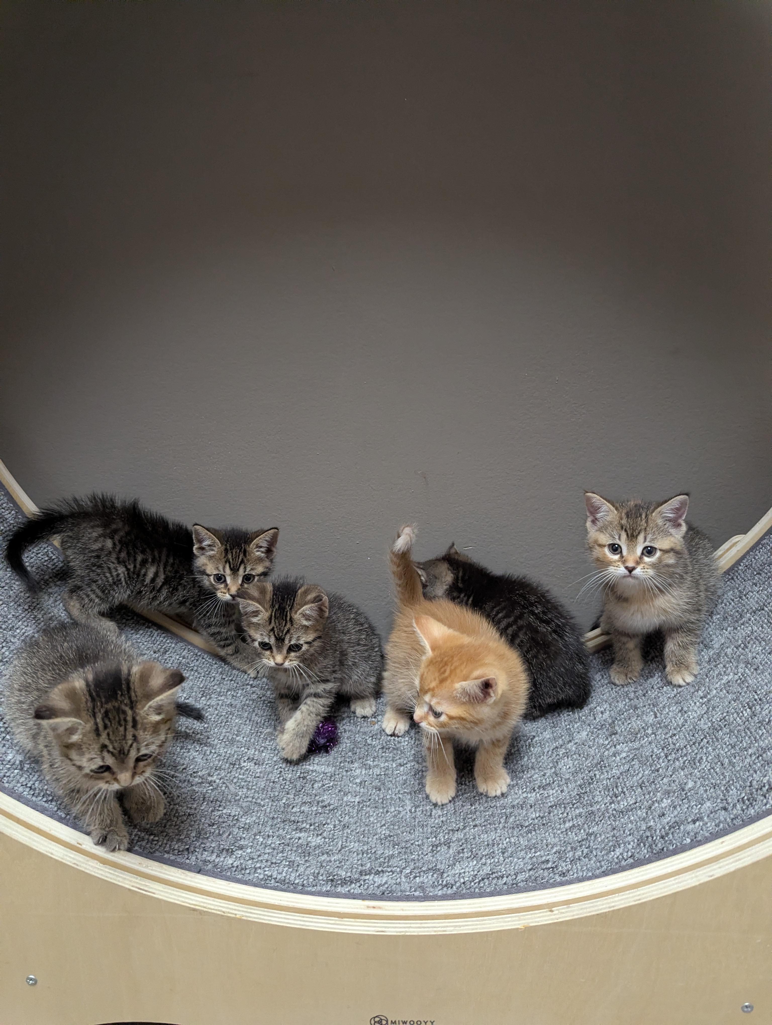 Enlarge Kittens Available, a Adoptable Domestic Short Hair in Oconto, WI image 3/4