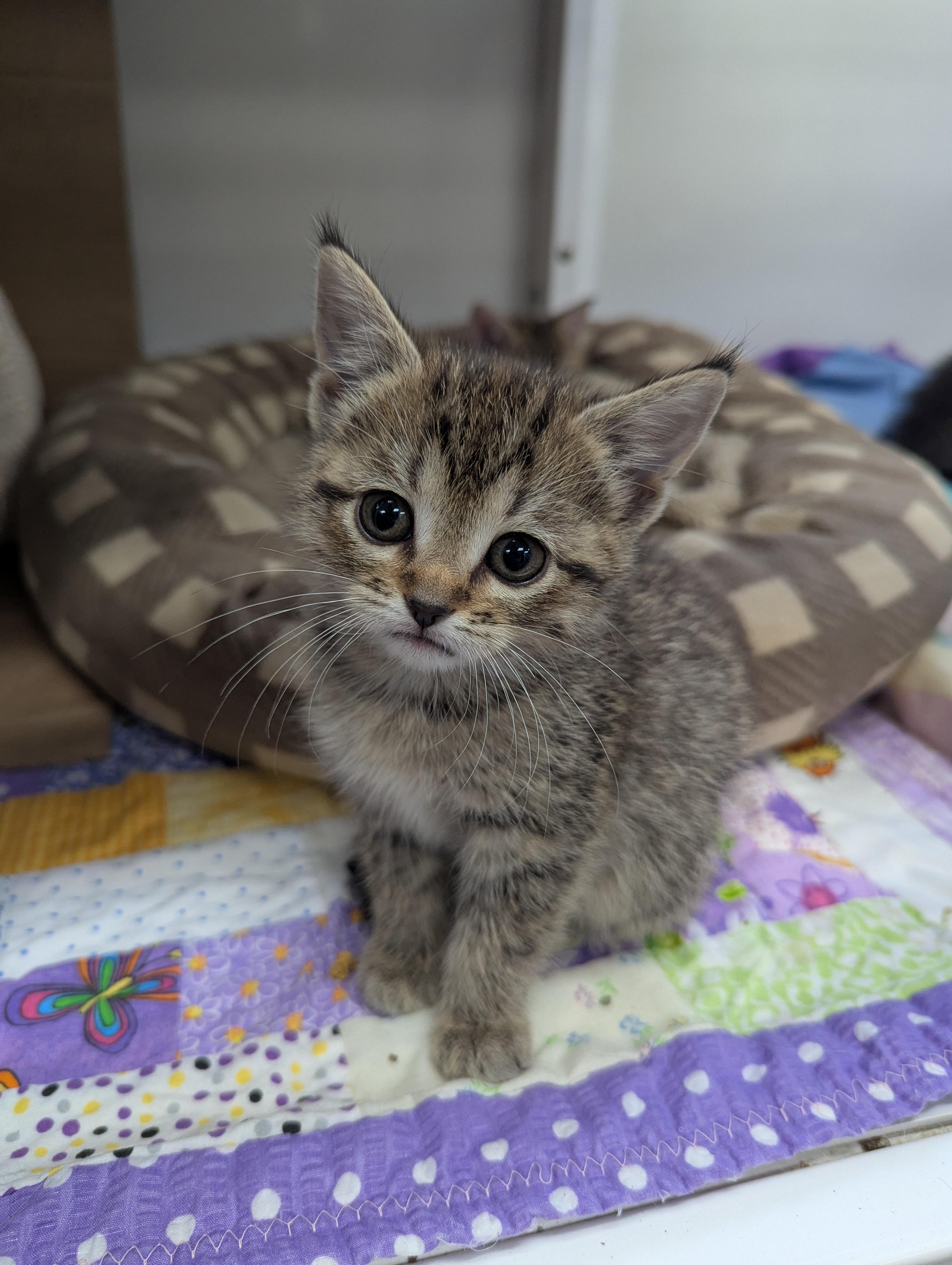 Kittens Available, Adoptable, Kitten Female Domestic Short Hair.