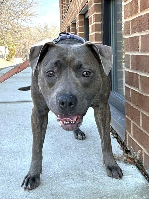 Skylight, Adoptable, Young Female Pit Bull Terrier.