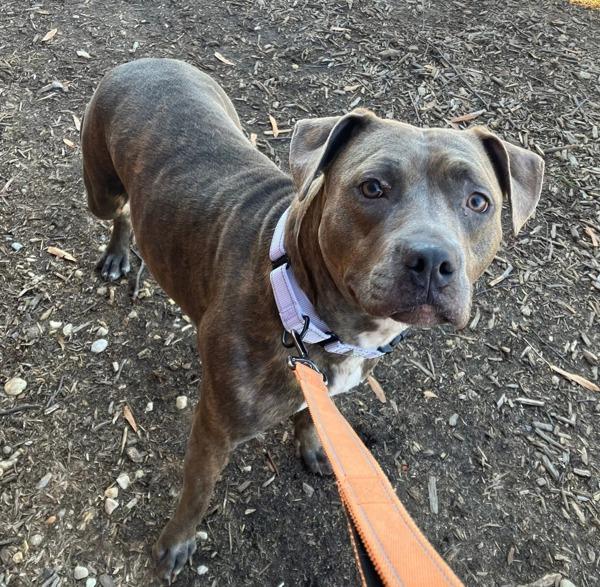 Enlarge Skylight, a Adoptable mixed breed in Millersville, MD image 2/6