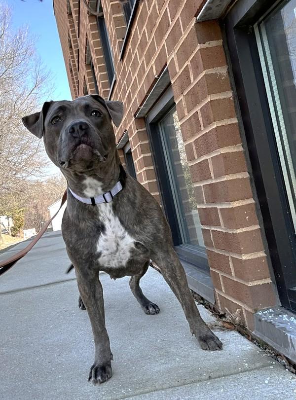Enlarge Skylight, a Adoptable mixed breed in Millersville, MD image 3/6