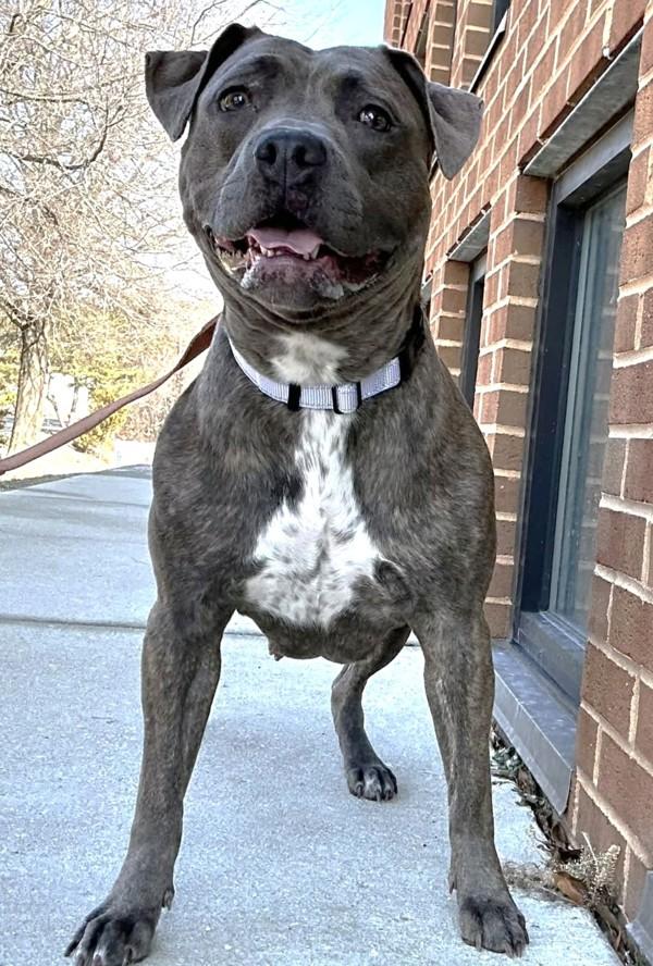 Enlarge Skylight, a Adoptable mixed breed in Millersville, MD image 4/6