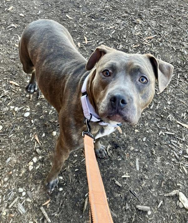 Enlarge Skylight, a Adoptable mixed breed in Millersville, MD image 5/6