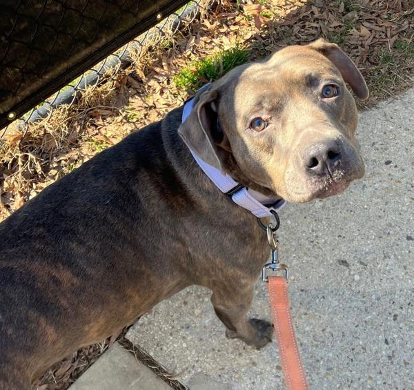 Enlarge Skylight, a Adoptable mixed breed in Millersville, MD image 6/6