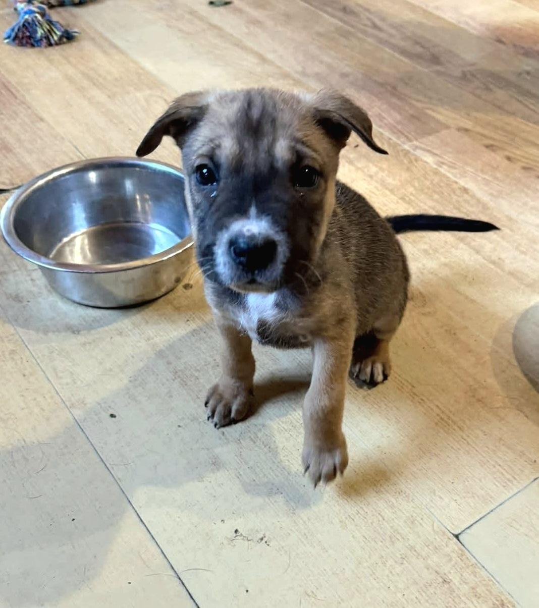 Sierra , ADOPTABLE, Puppy Female Terrier & Pit Bull Terrier.