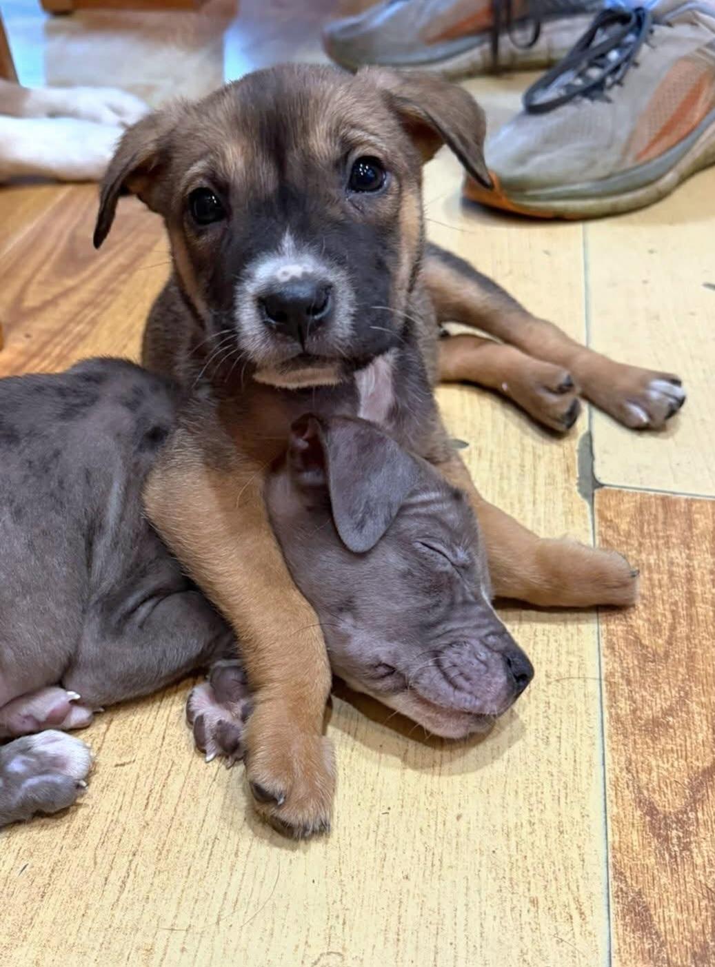 Enlarge Sierra , a ADOPTABLE mixed breed in Elwood, NJ image 4/5