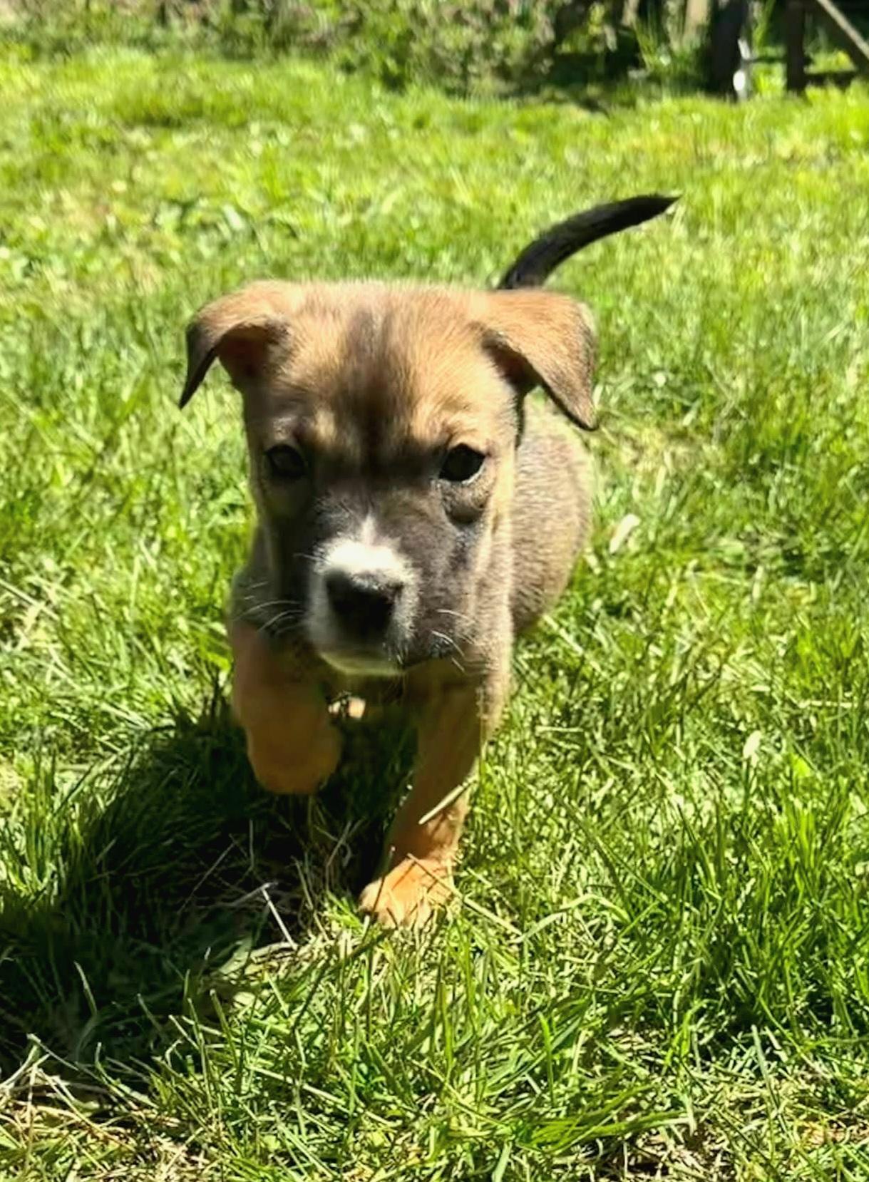 Enlarge Sierra , a ADOPTABLE mixed breed in Elwood, NJ image 3/5