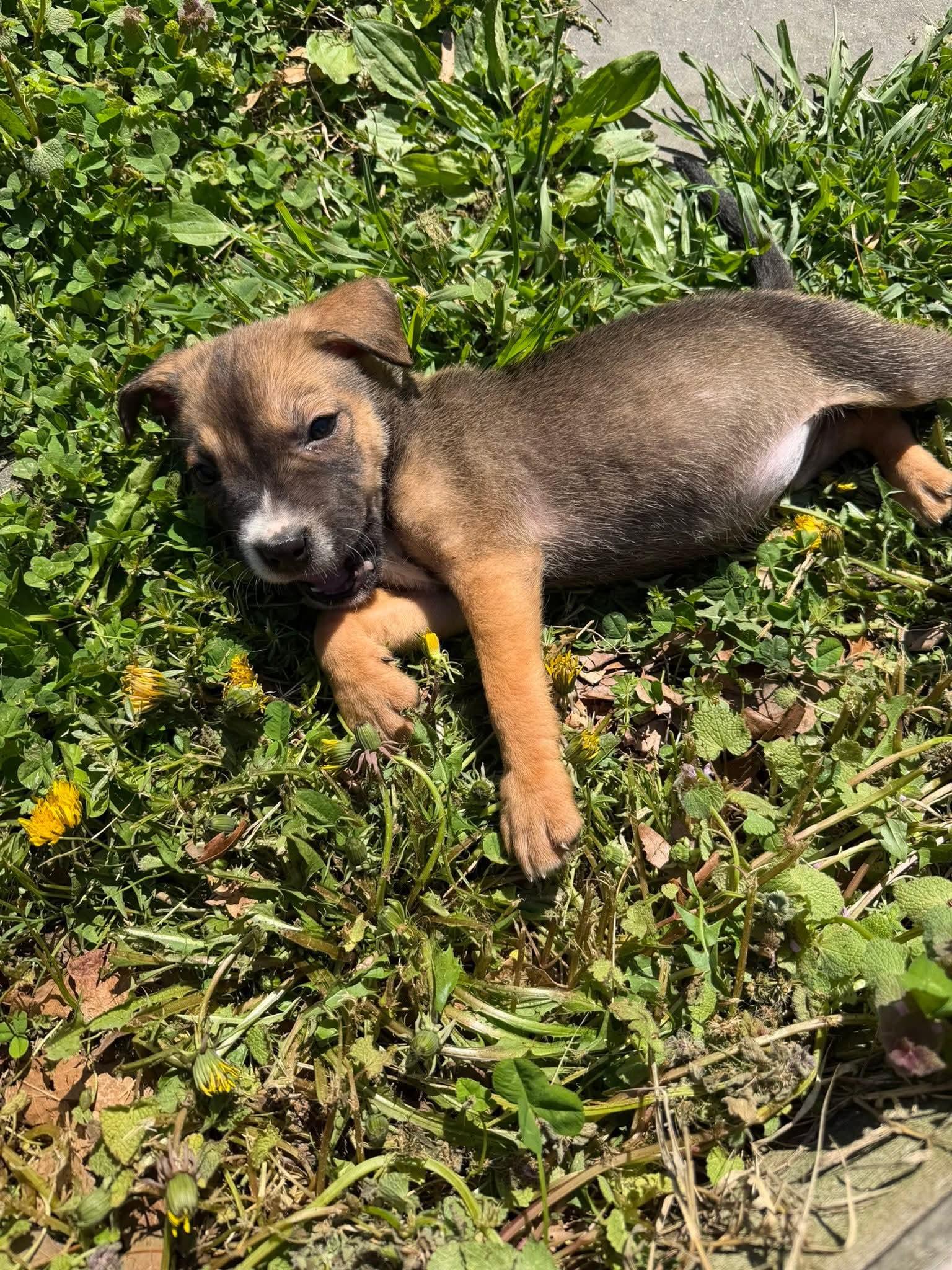 Enlarge Sierra , a ADOPTABLE mixed breed in Elwood, NJ image 5/5