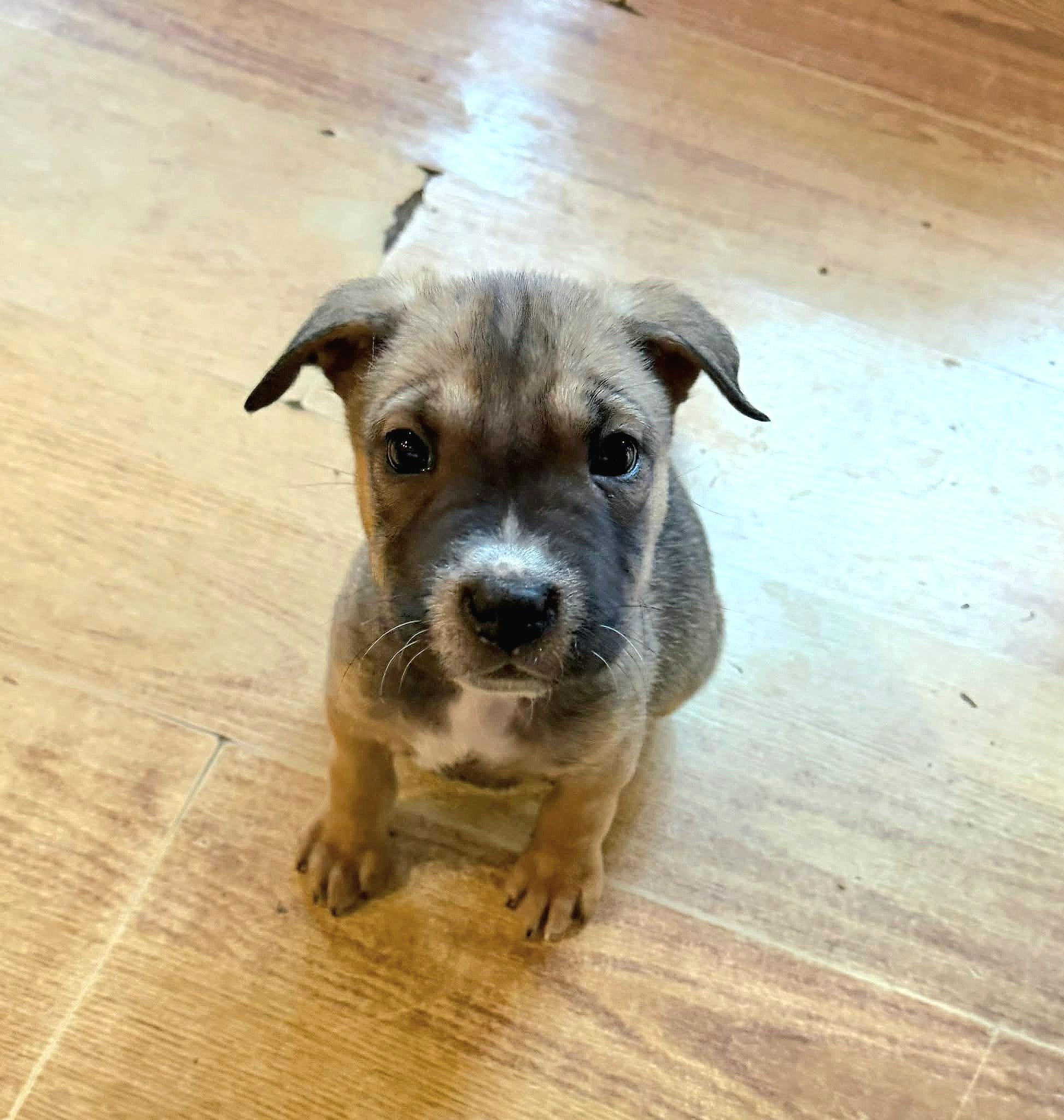 Enlarge Sierra , a ADOPTABLE mixed breed in Elwood, NJ image 2/5