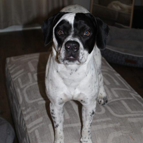 Enlarge Huey, a Adoptable mixed breed in Memphis, TN image 1/2