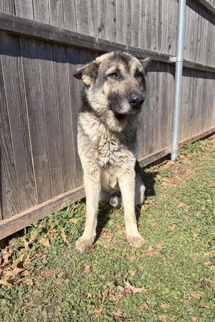 Enlarge Dax 51678, an adoptable Mixed Breed in Oklahoma City, OK image 1/3