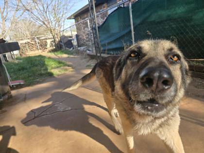Enlarge Dax 51678, an adoptable Mixed Breed in Oklahoma City, OK image 2/3
