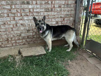 Enlarge Dax 51678, an adoptable Mixed Breed in Oklahoma City, OK image 3/3