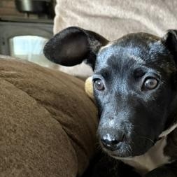 Luna, ADOPTABLE, Puppy Female Mixed Breed.