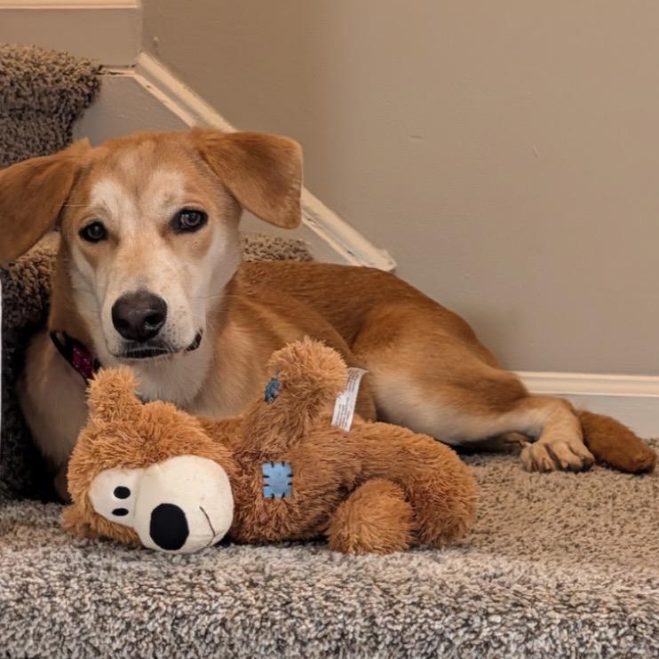 Enlarge Buttercup, a Adoptable mixed breed in Lake grove , NY image 4/5