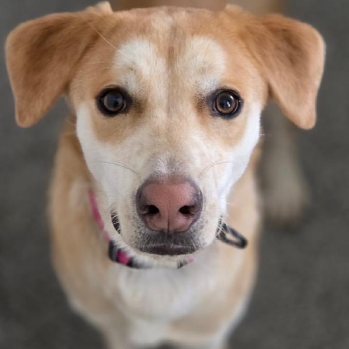 Enlarge Buttercup, a Adoptable mixed breed in Lake grove , NY image 5/5