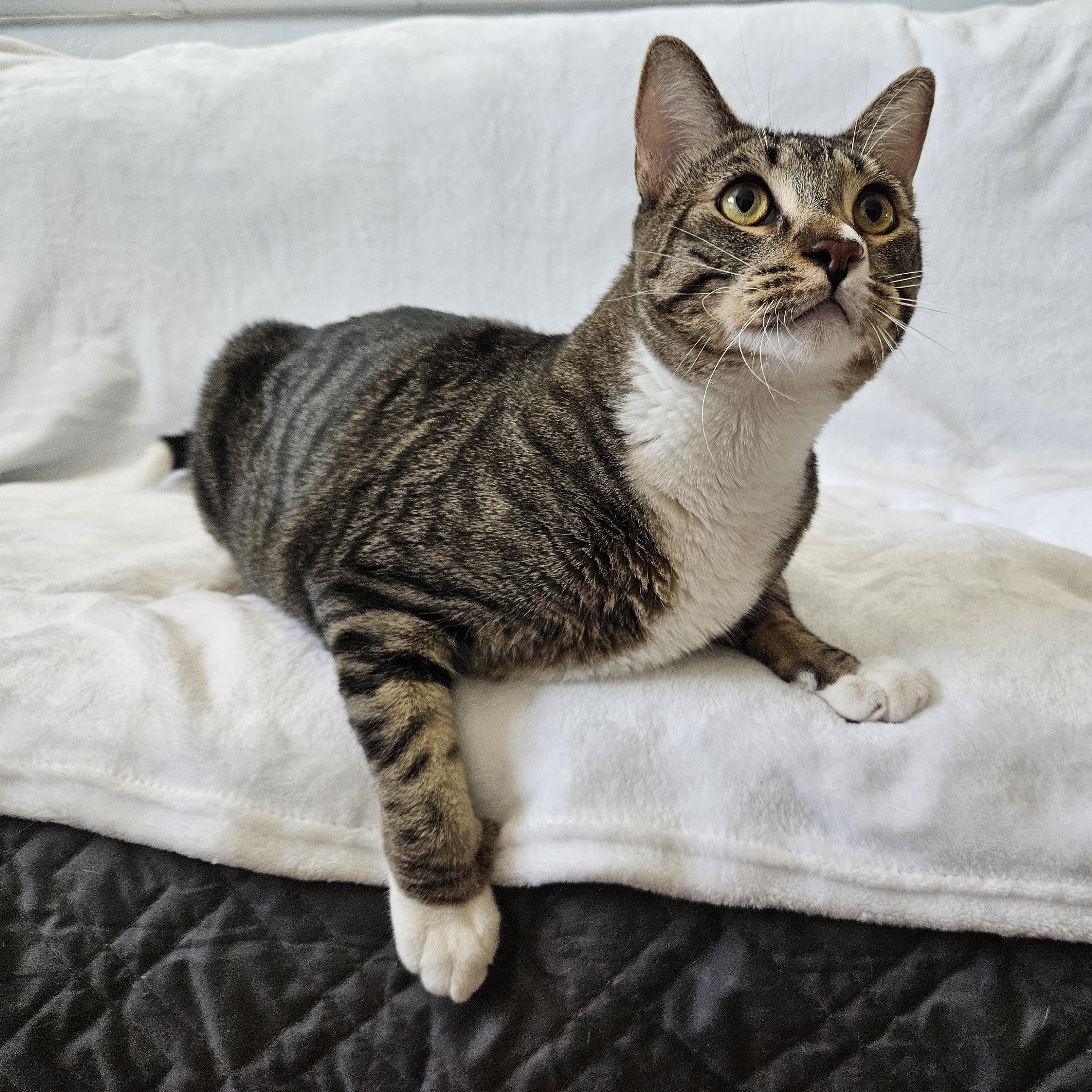 Enlarge Dufrense, a ADOPTABLE mixed breed in Phoenix, AZ image 1/4