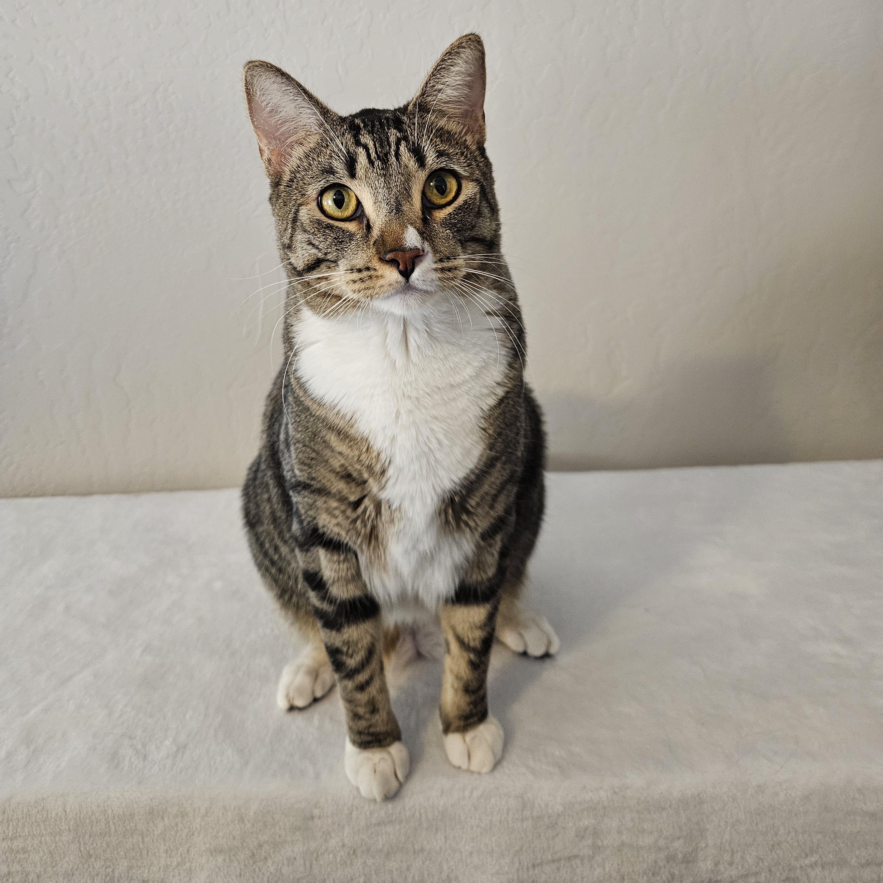 Enlarge Dufrense, a ADOPTABLE mixed breed in Phoenix, AZ image 2/4