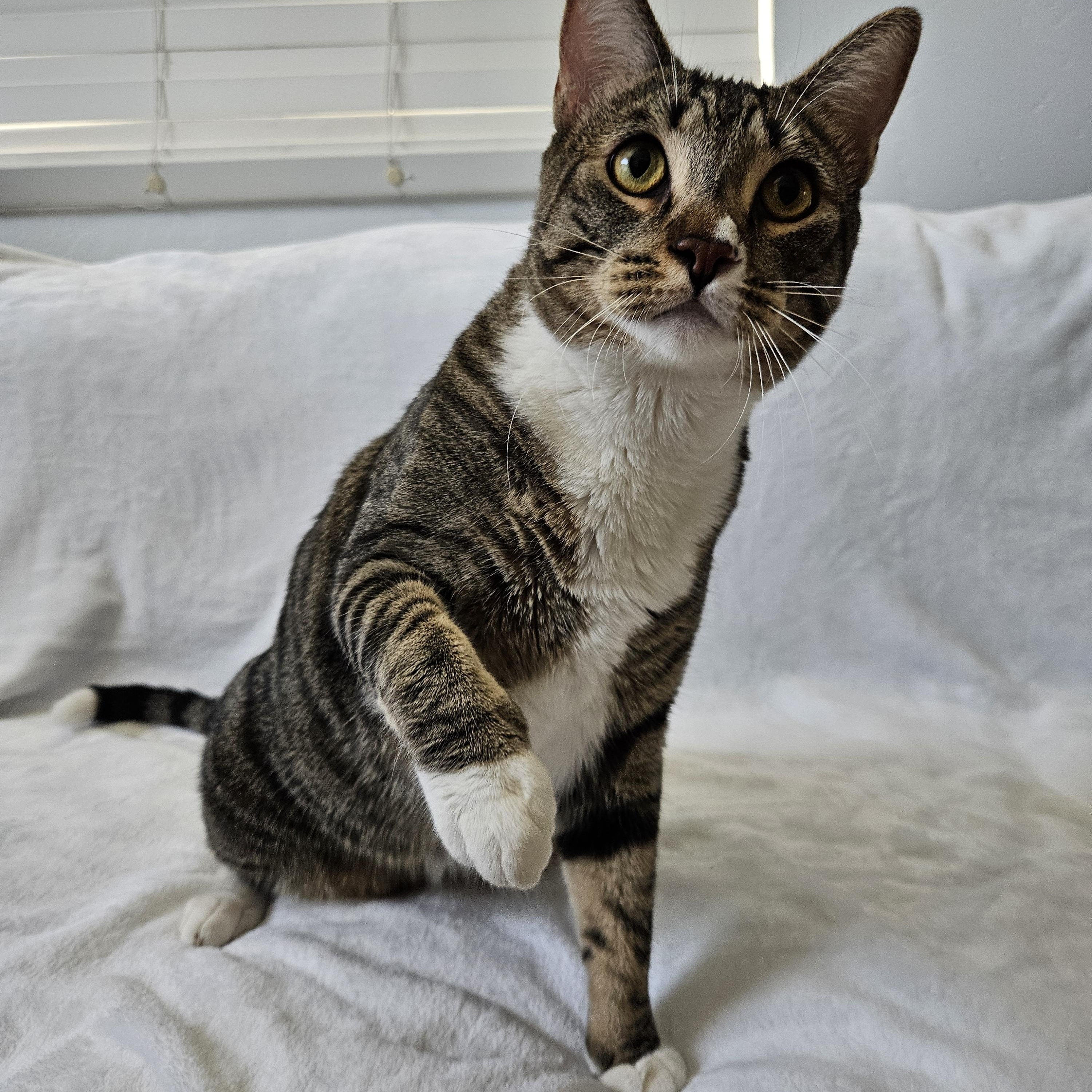 Enlarge Dufrense, a ADOPTABLE mixed breed in Phoenix, AZ image 3/4